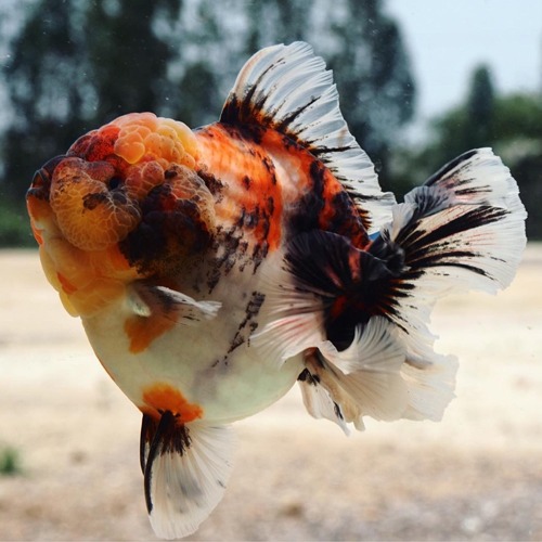 Premium Limited Edition / SUPER ROSE TAIL ORANDA  / 슈퍼 로즈테일 오란다 / Size : 15-18cm 내외 / 암컷추정