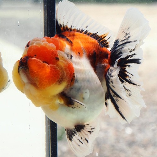 Premium Limited Edition  SUPER ROSE TAIL ORANDA / 슈퍼 로즈테일 오란다 / Size : 15-18cm 내외