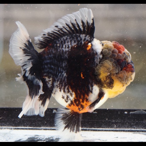 KAZ 의 best one pick 👑👑👑👑👑 KIRIN TIGER 🐯 ROSE TAIL ORANDA  / 베스트 원 픽 only one / 블루 키린 타이거 로즈테일 오란다 / size : 14-16 cm / 암컷추정