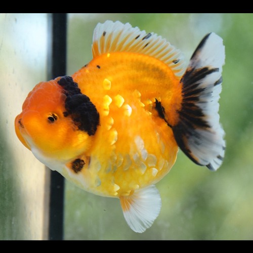 Premium Goldfish  High school shogun / SHOGUN GODZILLA / 오렌지 쇼군 고질라 / size : 11cm 내외 / 암컷추정