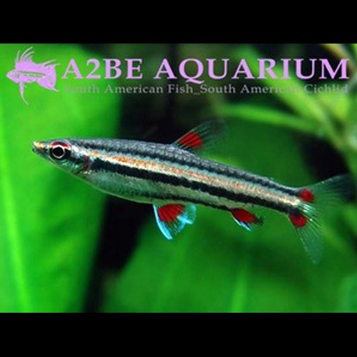 나노스토머스 트리파시아투스 / Nannostomus trifasciatus wild  3센치 전후