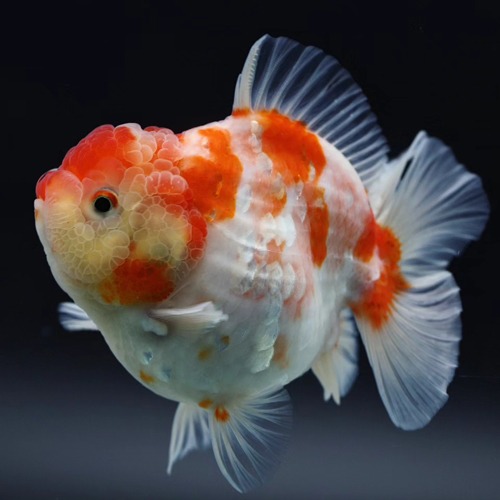 BP Meng Doll face rose tail oranda   맹 로즈테일 오란다 / 0527_5