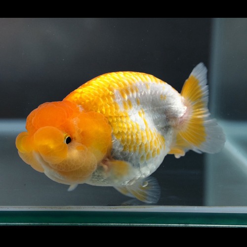 Big double cheek Hybrid Ranchu   큰 분탄 하이브리드 난주 / 8~9cm내외 / 암수미구분