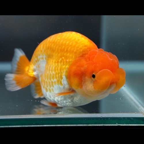 Big double cheek Hybrid Ranchu   큰 분탄 하이브리드 난주 / 사이즈 8-9cm 전후 / 암수미구분