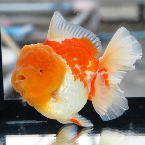 YELLOW HEAD  RED&amp;WHITE ROSE TAIL ORANDA / 빅헤드 옐로우헤드 홍백 로즈테일 오란다 / 14cm 전후 / 암컷추정