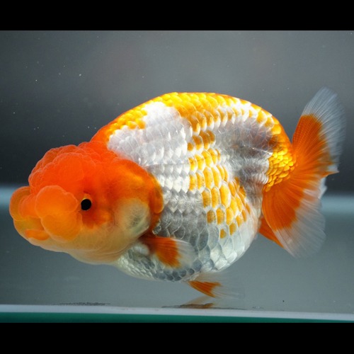 Big double cheek Hybrid Ranchu   큰 분탄 하이브리드 난주 / 사이즈 : 8~9cm 전후 / 암수미구분