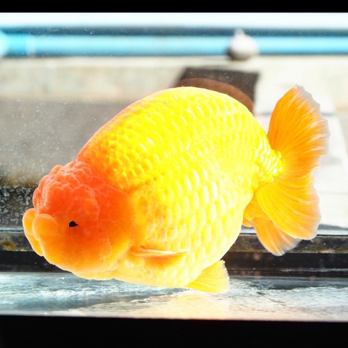 GIANT SHOGUN RANCHU / 자이안트 쇼군 난주 / Breeder WAT Select WAT &amp; JACK / Beautiful curves &amp; shape  High quality / size : 19-20 cm 내외 / 수컷추정