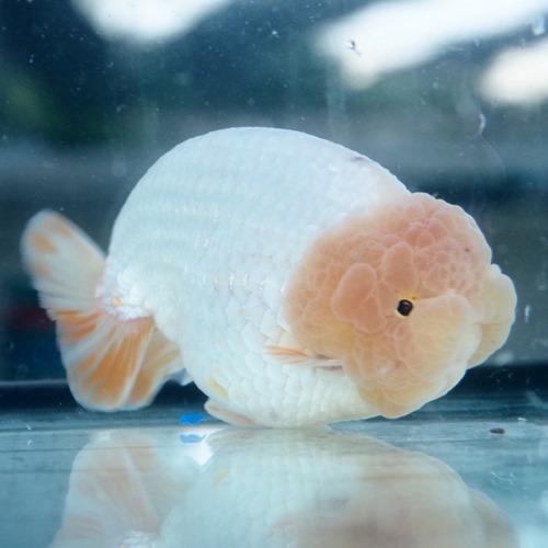 FAT WHITE RANCHU / 백난주 / 13cm 전후 / 수컷추정