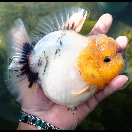 농장 Best 🏆 one pick / Competition fish Super oranda / GODZILLA WHITE &amp; BLACK SPOTTED / 고질라 화이트 &amp; 블랙 스팟 / 17cm 전후 /