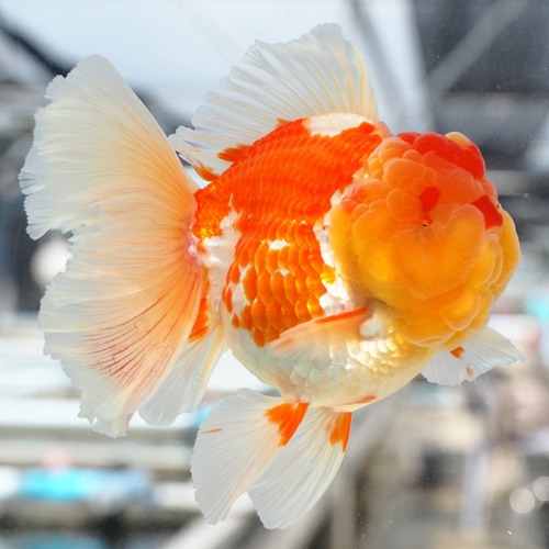 Classic rose tail oranda  / RED&amp;WHITE ROSE TAIL ORANDA  / 클래식 홍백 로즈테일 오란다 / size : 15cm 전후 / 수컷추정