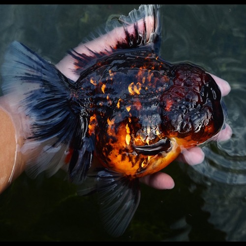 농장 Best 🏆 / Competition fish Super oranda  / RED TIGER / 레드 타이거 / 17~20cm 전후 / 암컷추정