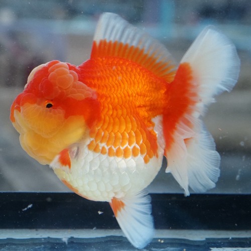 인도네시아 콤프 스타일의 오란다 / RED&amp;WHITE ROSE TAIL ORANDA / 홍백 로즈테일 오란다 / size : 13 cm 내전후 / 암컷추정