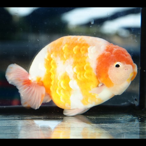 EGG FORM SAKURA RANCHU / 계란 사쿠라 난주 / JP selection / size : 15 cm 내외 / 암컷추정