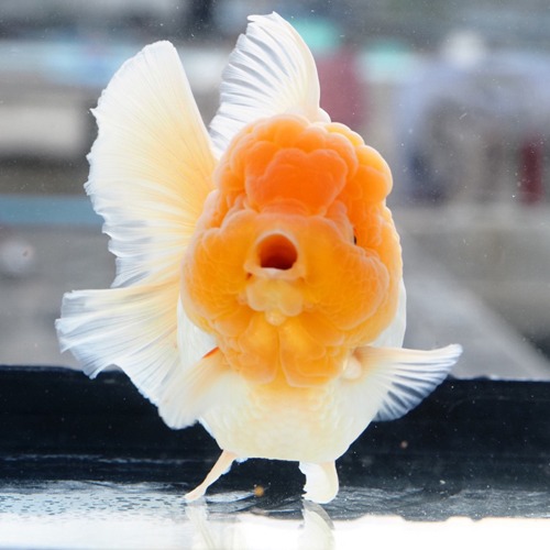 Tweety 🐣  / WHITE ROSE TAIL ORANDA / 카나리아 트위티 페이스 백 로즈 / Size : 14 cm 내외 / 암컷추정