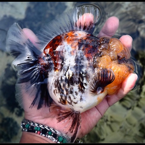 농장 Best 🏆 one pick  / Competition fish Super oranda  SPECIAL COLOR TIGER / 스페셜 컬러 타이거 / 17cm 전후 / 암컷추정