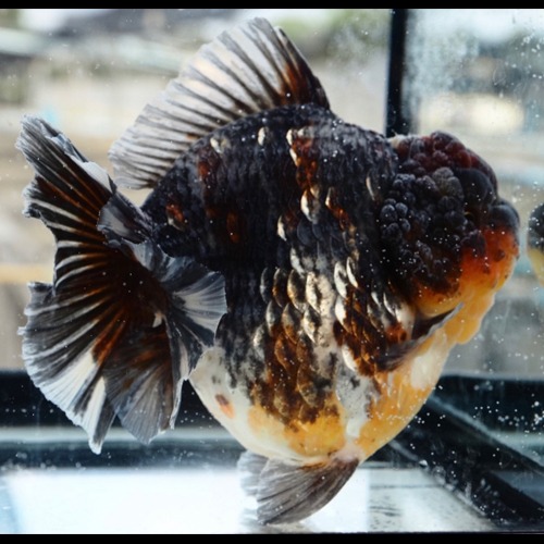 강력한 포스의 키린 농장 Best 🏆 / Competition fish Super oranda / SUPER KIRIN GODZILLA / 고질라 슈퍼 키린 / 17~20cm Jumbo size  / 암컷추정