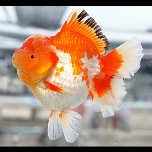 고질라바디 / RED&amp;WHITE ROSE TAIL ORANDA  /홍백 로즈테일 오란다 / size : 15 cm 내외 / 암컷추정