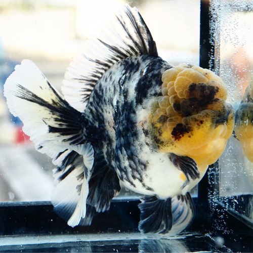 거칠고도 우아한 패턴 | 농장 Best 🏆 / Competition fish Super oranda  WASH PAINTING TIGER / 수묵화 타이거 / 18cm 전후 / 수컷추정