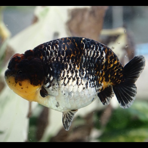 The best 👑 Indo Ranchu / SILVER KIRIN  BEAUTIFUL SHAPE  HEART TAIL /  INDO RANCHU  / 실버 키린 하트테일 인도 난주 / 12cm 전후 / 암컷추정