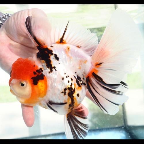 백금의 타이거 / PLATINUM WHITE TIGER  ORCHID TAIL ORANDA / 오키드테일 오란다 | 플래티넘 화이트 타이거 / 17cm 전후 / 수컷추정