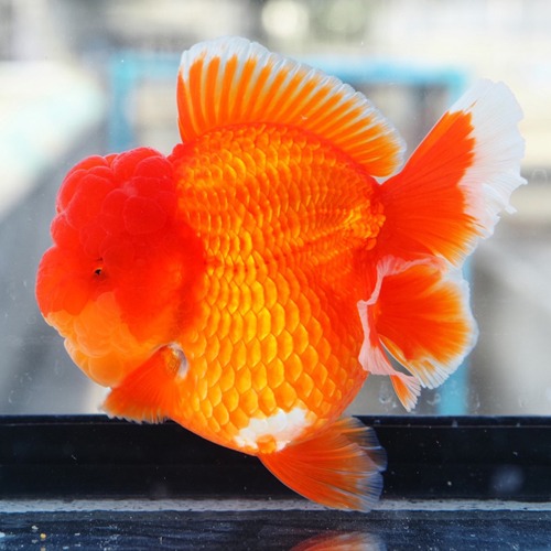 빨간장미  / Edition SR_3 / SUPER ROSE TAIL ORANDA / 슈퍼로즈 카즈의 limited edition  / 13cm 전후 / 암컷추정