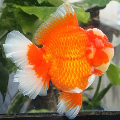 Competition grade / 슈퍼 로즈테일 오란다 / SUPER ROSE TAIL ORANDA  / 18cm 전후 / 암컷추정