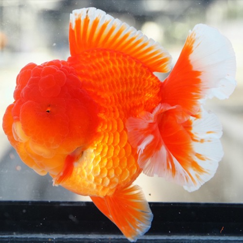 빨간장미 / Edition SR_4 / SUPER ROSE TAIL ORANDA  / 화이트씸 / 슈퍼로즈 카즈의 limited edition  / 14cm 전후 / 암컷추정