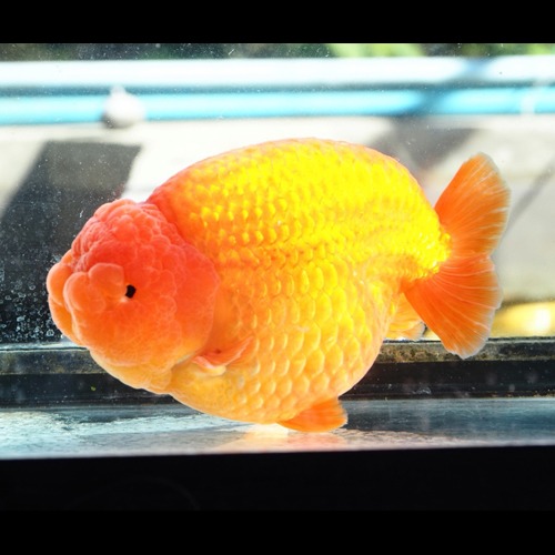 JUMBO SIZE SHOGUN RANCHU  /점보 쇼군 난주 / Breeder WAT Select WAT &amp; JACK / size : 16-18 cm 내외 / 수컷추정