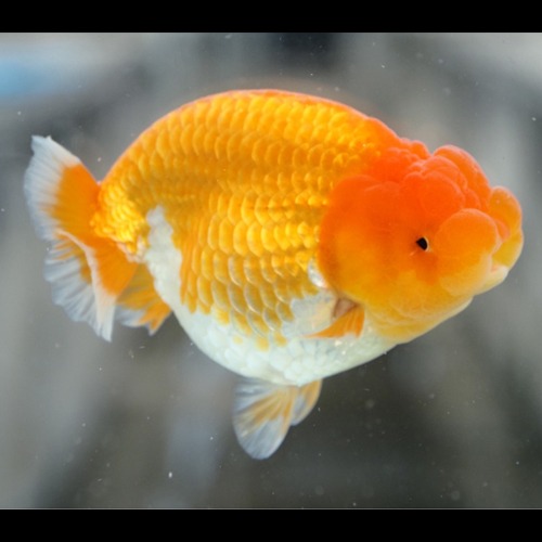 Beauty Shape  Orange 🍊 Hybrid Ranchu / 예쁜 선의 하이브리드 난주 / 14cm 전후 / 암컷추정