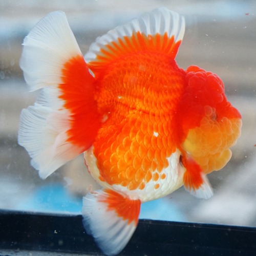 RED&amp;WHITE ROSE TAIL ORANDA / 홍백 로즈테일 오란다 / size : 13 cm 내외 / 암컷추정