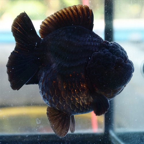 황제 쇼군 / BLACK MONSTER  GODZILLA SHOGUN / 블랙 몬스터 | 고질라 쇼군 / Breeding from WAT SHOGUN  Select from WAT &amp; JACK SHOGUN  / size : 13 cm 내외 | 암컷추정