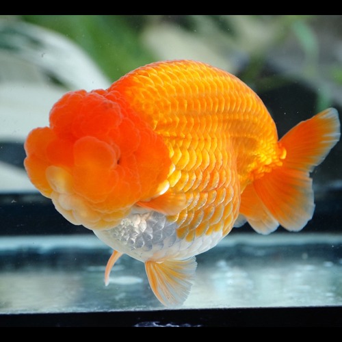 얼굴 4개의 큰볼  / BEAUTY CURVES  ORANGE 🍊 BUFFALO RANCHU  / 12CM 전후 / 암컷추정