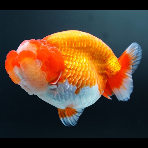 BP MENG / BIG DOUBLE CHEEK  HYBRID RANCHU / BP Meng 큰 분탄 하이브리드 난주 / size : 13-14cm 내외 / 암컷추정