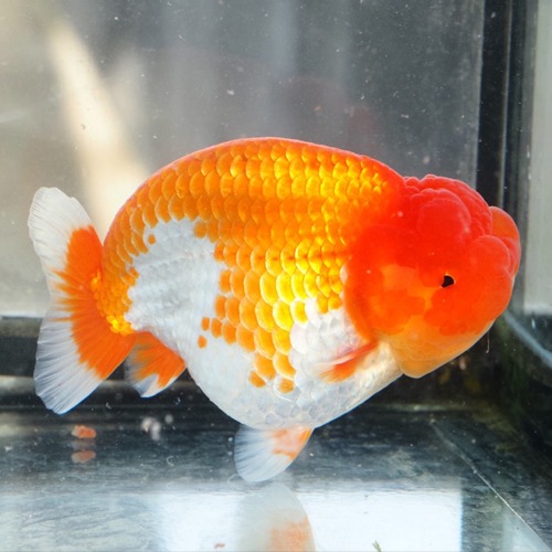 HYBRID RANCHU / 하이브리드 난주 / 12 cm 전후 / 암컷추정