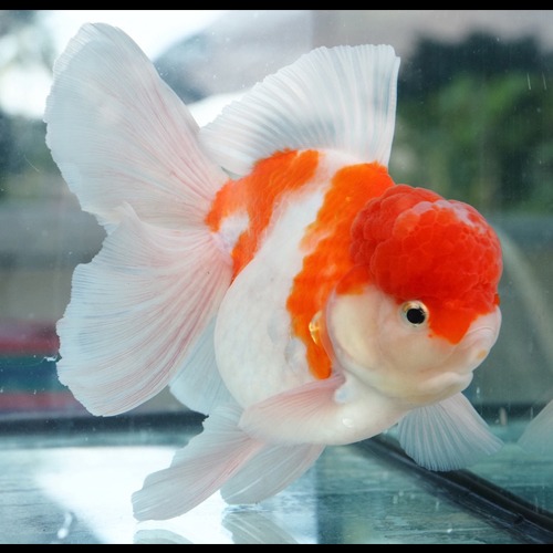 SAKURA ORCHID TAIL ORANDA  / 사쿠라 오키드테일 오란다 / JP selection / size : 19 cm 내외 / 수컷추정