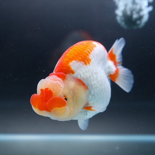 BP Meng 큰 분탄 하이브리드 난주 / BP MENG  BIG DOUBLE CHEEK  HYBRID RANCHU / Size : 13-14cm 내외 / 암컷추정