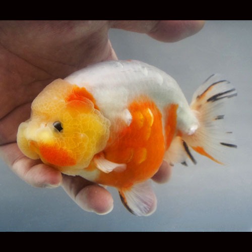 만두 사쿠라 난주 / DUMPLING FACE  SAKURA RANCHU / size : 13 cm 내외 / 수컷추정