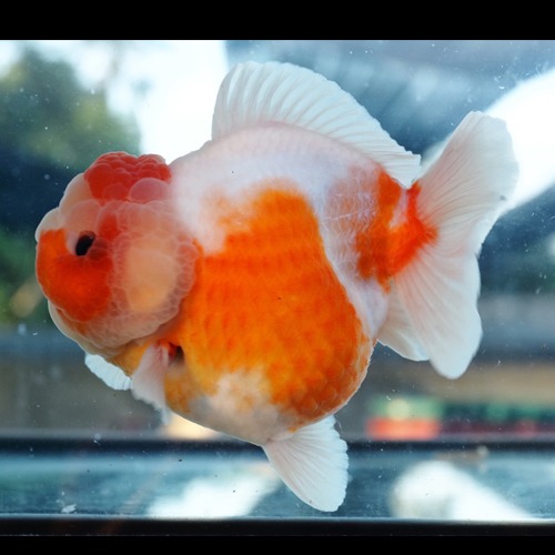 사각머리의 단미 / SQUARE HEAD SAKURA  SHORT TAIL ORANDA / 사각머리 사쿠라 단미  JP selection / size : 14 cm 전후 / 수컷추정