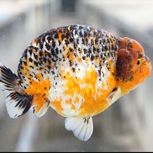 블랙 스팟 칼리코 숏테일 난주 / BLACK SPOTTED CALICO SHORT TAIL RANCHU / 암컷추정 / 14cm 내외