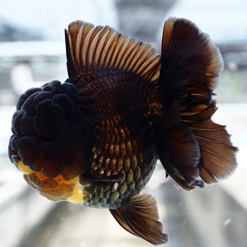 농장 A grade selection / SUPER BIG HEAD  CHOCOLATE ROSE TAIL ORANDA / 슈퍼 빅헤드 초콜릿 로즈테일 오란다 / 14cm 전후 / 암컷추정