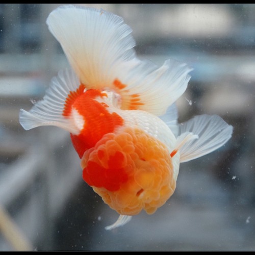 RED&amp;WHITE ROSE TAIL ORANDA  / 홍백 로즈테일 오란다 / size : 13 cm 내외 / 암컷추정 개체입니다.