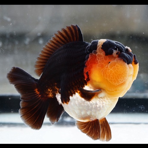 귀여운 곰탱 슈퍼 판다 오란다 / SUPER PANDA ORANDA / size : 11 cm 내외 / 수컷추정 / SP_0124_12 / 240127