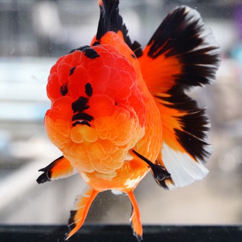 APACHE ROSE TAIL ORANDA / 아파치 로즈테일 오란다 / 16cm 전후 / 암컷추정