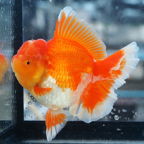 ROSE TAIL ORANDA WHITE SEAM  / 화이트 씸 로즈테일 오란다 / size : 13cm 내외 / 암컷추정