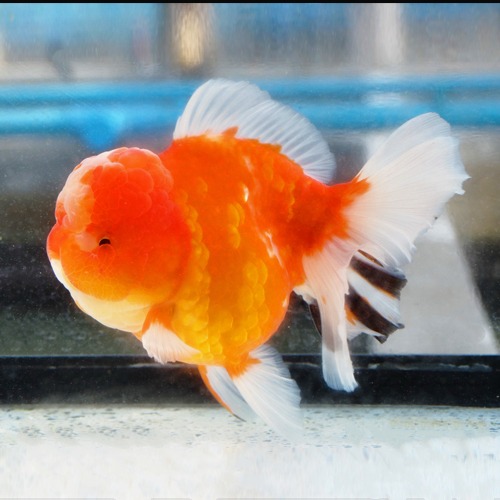 브리더 미스터 오 점보 볼케이노 사쿠라 오란다 / TG RANCHU farm “Jumbo Volcano Sakura Oranda” / size : 23 cm 내외 / 암컷추정 / 240405