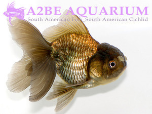 슈퍼발룬 블랙 오란다 / Super Balloon Black Oranda [ 0816_BlackO_A ] (12cm급)  