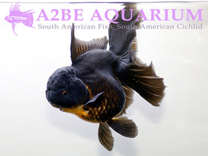 A+ Grade] 슈퍼발룬 블랙 오란다 / Super Balloon Black Oranda [ 0823_GB ] (16cm급)