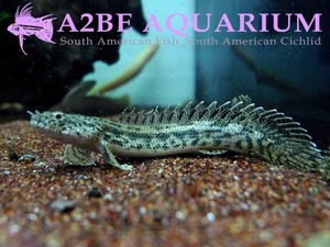 폴립테루스 안소루기 Polypterus ansorgei