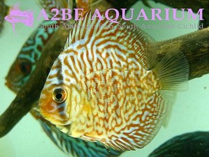 슈퍼레드 터콰이어즈 디스커스 / Discus Super Red turquoise (5-5.5cm) 