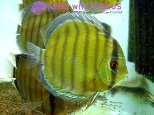 야생 디스커스 그린 Discus wild sp GREEN 12-13cm